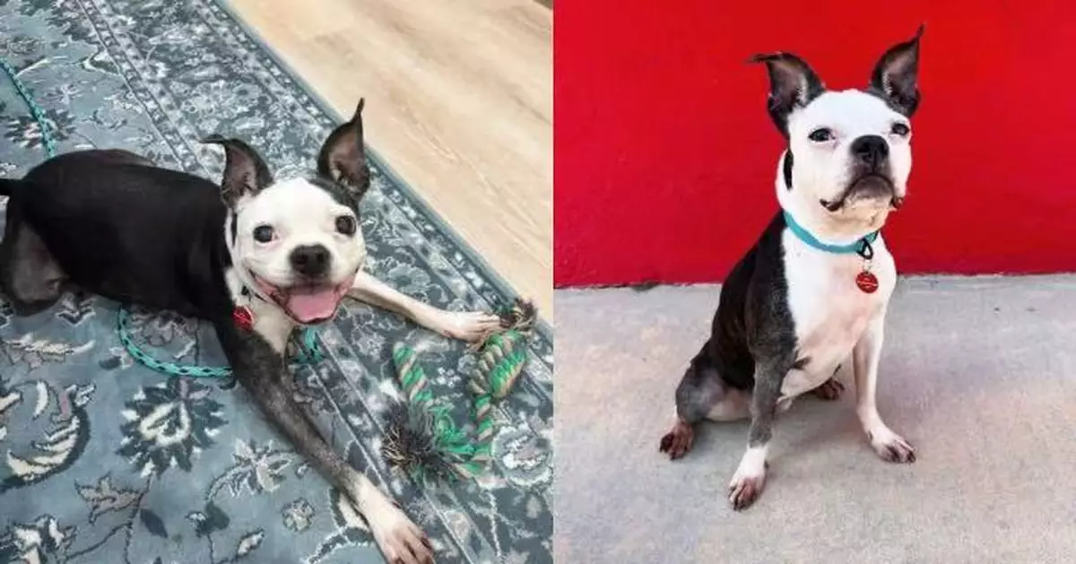 為尋失蹤愛犬創辦公司擴散尋狗資訊 美飼主苦尋3年終與牠奇蹟重逢