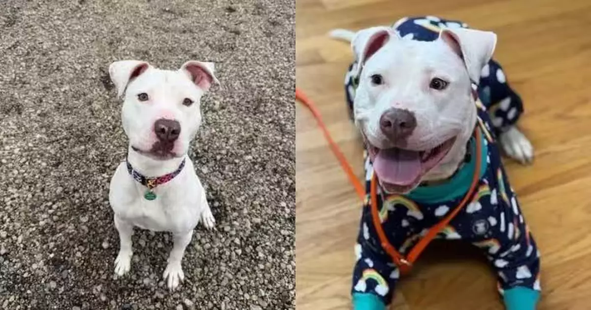 曾被領養半年遭退回受重創 美收容所失聰狗狗闊別1年首度外出奔跑重拾笑容