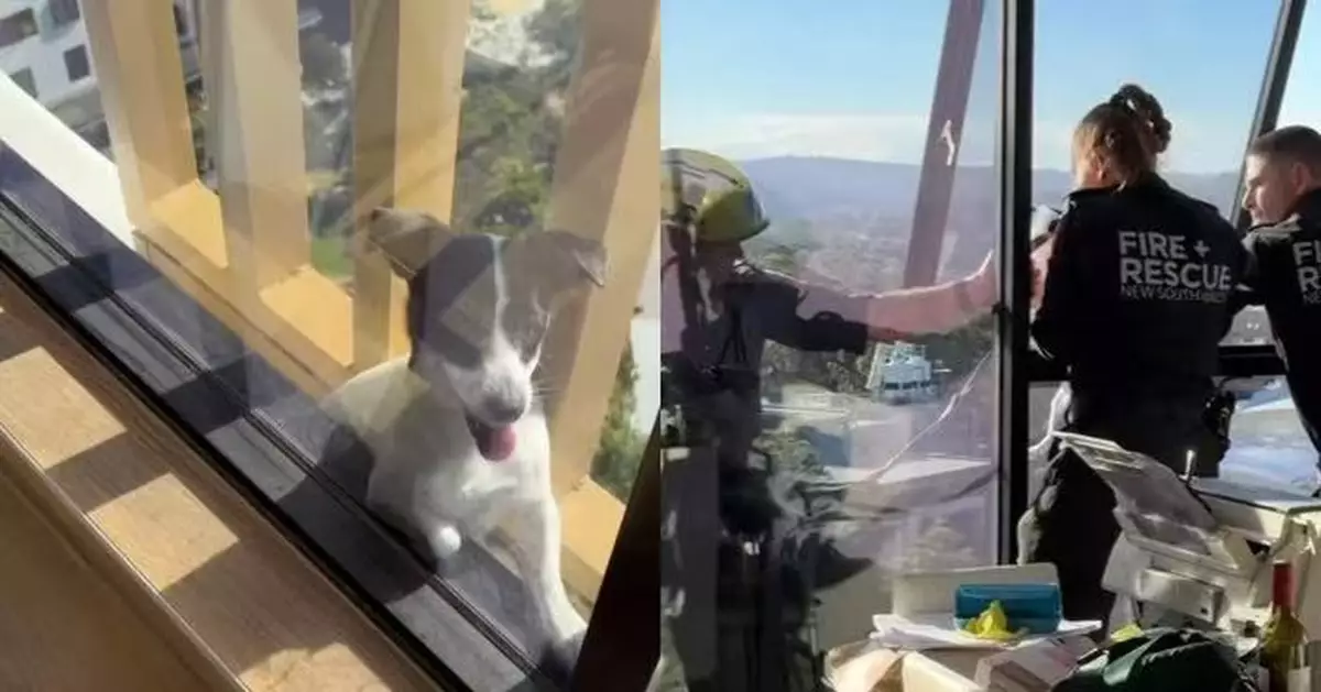 受困13樓陽台外牆兩日 澳洲狗狗卡狹窄縫隙獲消防救出平安返家