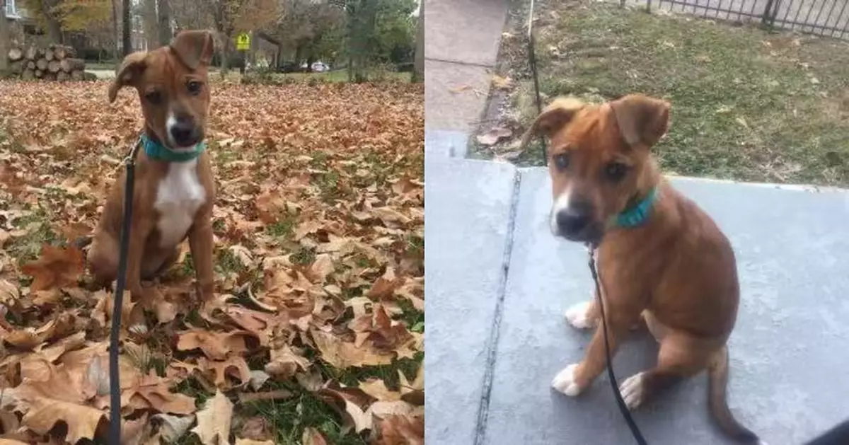 陌生黃狗闖入院子拒離開 美國女發現係1年前寄養狗狗驚喜不已