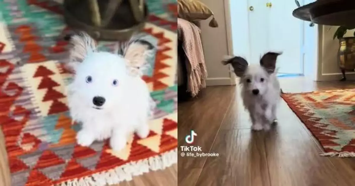 成長2年耳朵仍大過身體！狗狗憑「超大招風耳」萌爆網民