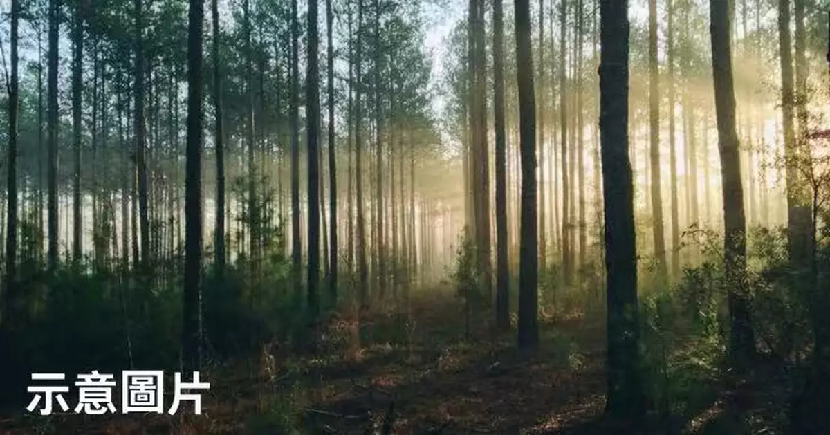 泰男稱「太無聊」森林多次縱火取樂 離奇行徑曝光終遭拘捕