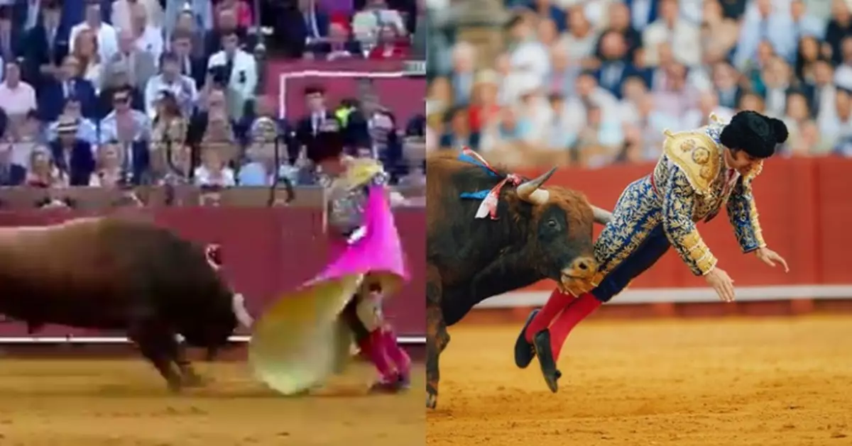 同公牛纏鬥失手 西班牙「鬥牛之王」遭牛角刺穿直腸 傷口長達10釐米