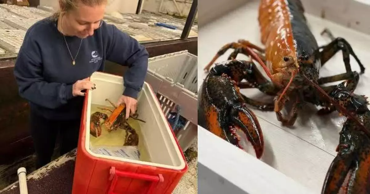 5千萬分之1機率！美漁船捕獲罕見橙黑雙色龍蝦將捐給水族館展出
