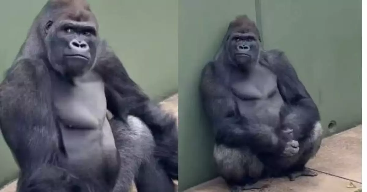 顏值不輸明星爸爸！日動物園13歲「型男猩猩」憑不羈神情迷倒一眾網民