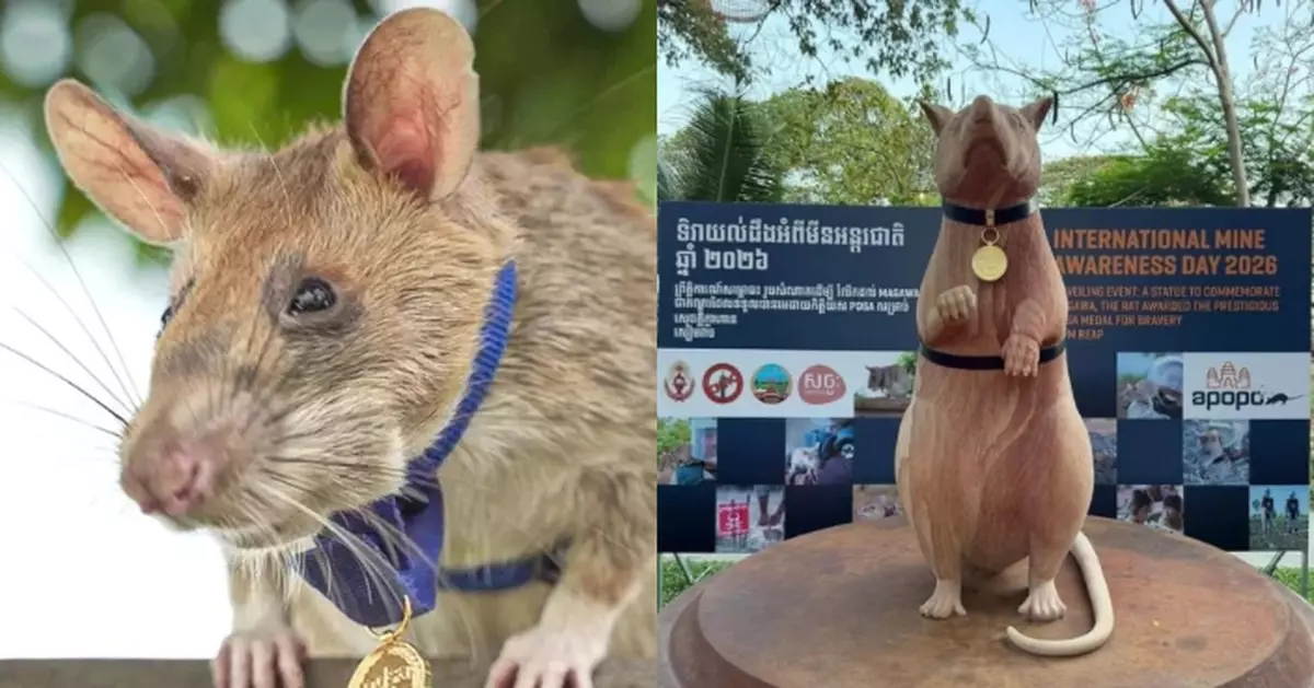 5年排雷逾百枚！柬埔寨英雄「地雷偵測鼠」獲立全球首座雕像紀念