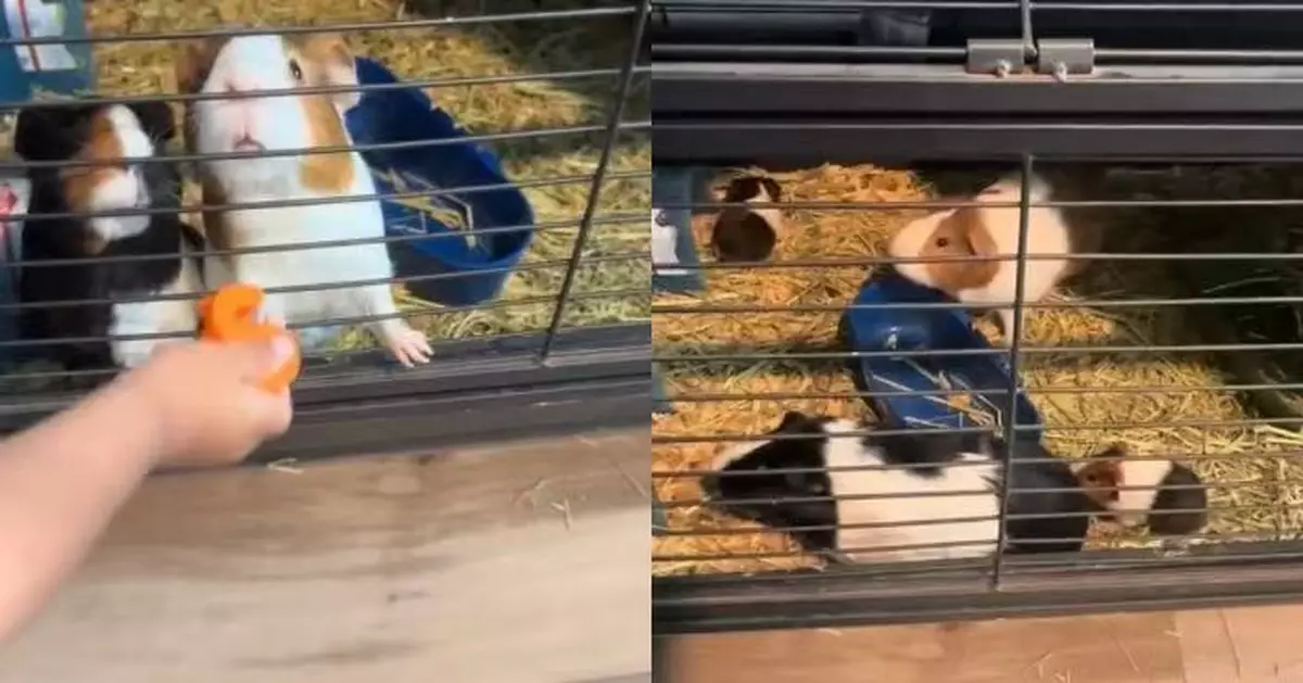 購買兩隻「公」天竺鼠 女子翌日驚見籠內多出5幼鼠秒變「7口之家」勁錯愕