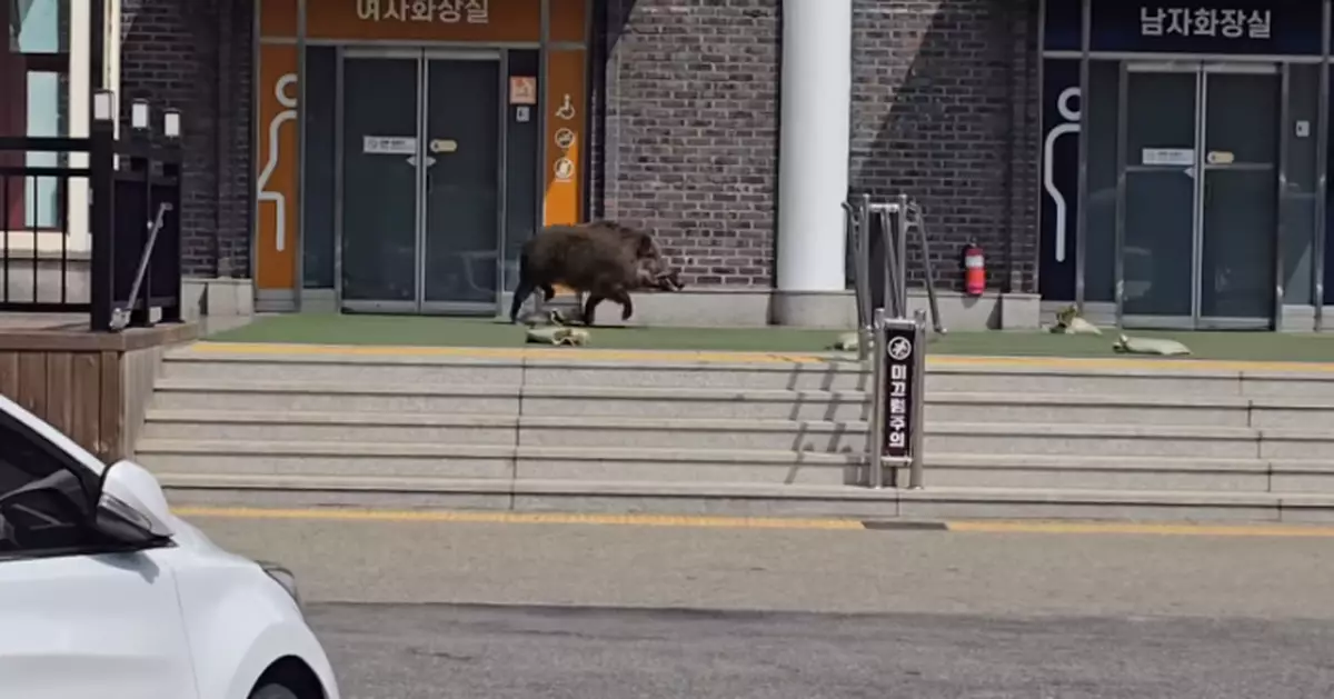 南韓野豬闖服務區狂撞女廁玻璃門掀混亂 見人即衝嚇到民眾倉皇逃命