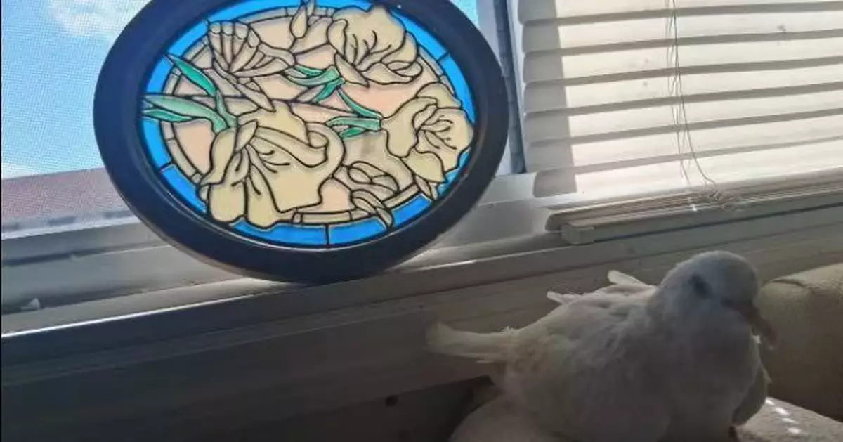 比前紀錄保持者多活15年 美44歲白鴿獲認證「全球最長壽人工飼養鴿」