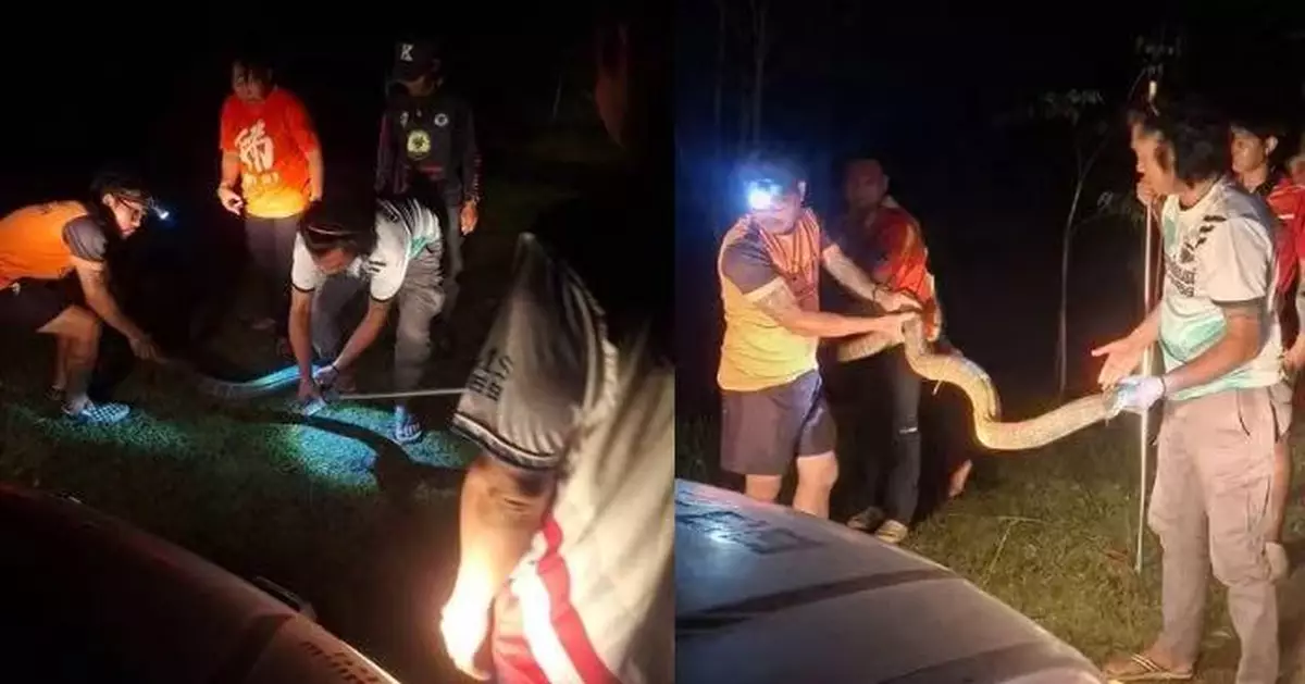 4米長眼鏡王蛇闖入泰民居嚇到屋主衝出求助 捕蛇人到場成功制服