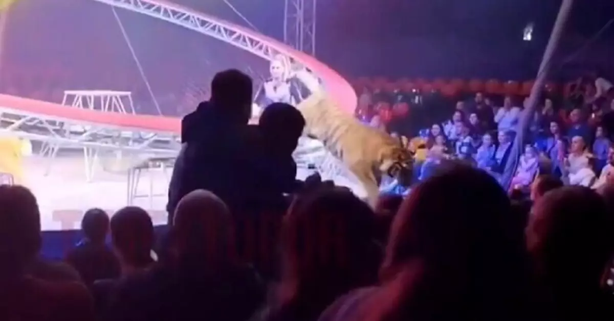 有片！疑受驚跳出圍網 俄馬戲團老虎突闖入觀眾席 觀眾尖叫逃散