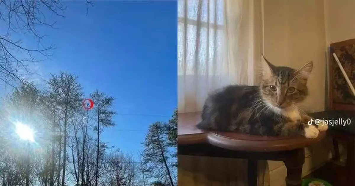 愛貓散步因受驚爬上大樹 女飼主無奈花逾千蚊請救援助脫困