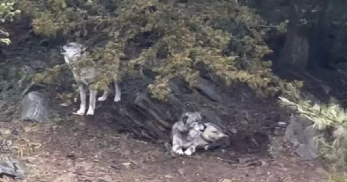 美17個月孩童爬動物園圍欄被狼「咬手指」 父母掛住睇手機未察覺面臨起訴