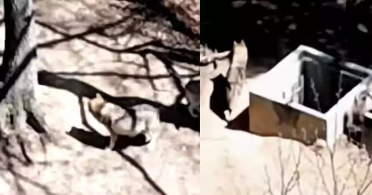 南韓動物園狼逃脫3天下落不明 軍警消動員逾300人搜捕未果