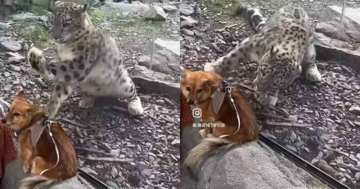 隨飼主遊動物園 狗狗遭雪豹誤認成獵物隔玻璃猛撲淡定回望 網笑：勇氣十足
