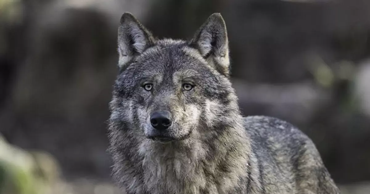 德國漢堡驚現狼襲擊人！女子購物區遭咬傷　1998年野狼重現以來首宗