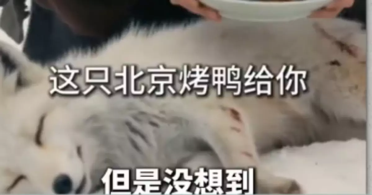 AI短片「雪山救狐狸」爆紅兩岸 國台辦：兩岸同胞中華文化基因一脈相承