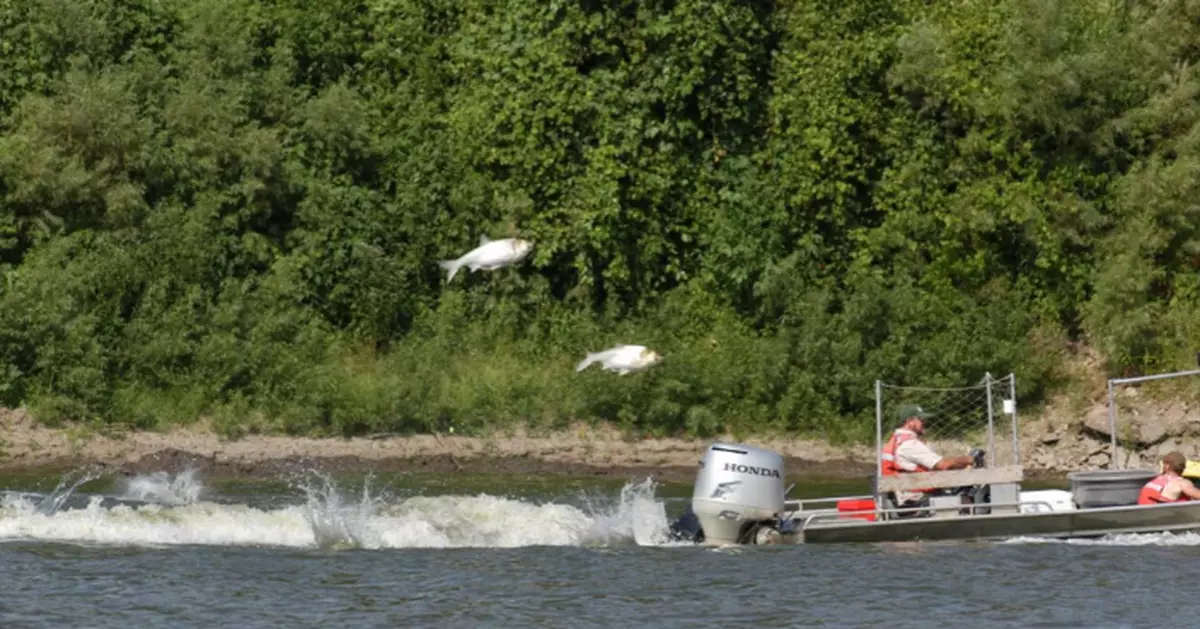 鯉魚跳龍門變跳傷人 美國漁民：30磅魚飛埋嚟 邊個頂得住