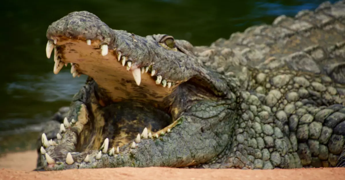 邊境放蛇放鱷魚？印度出怪招防偷渡 邊境居民：乜玩法