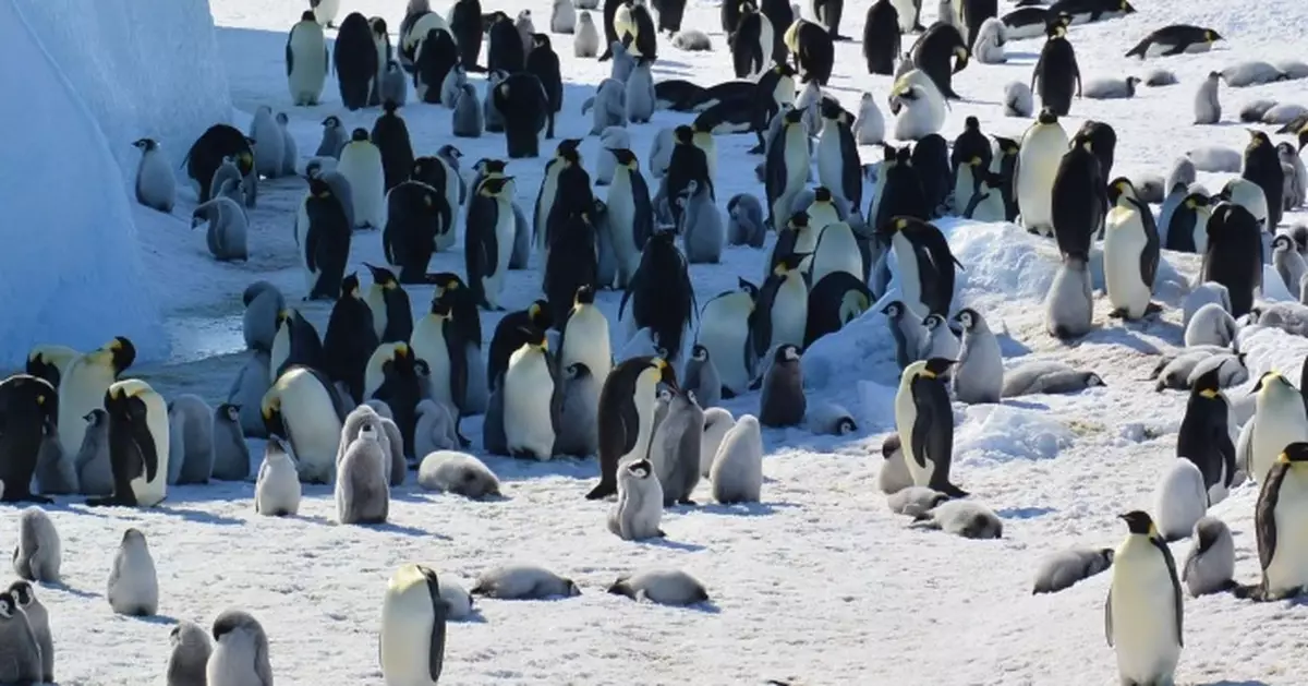 氣候變化加速冰川破裂及消失 皇帝企鵝及南極毛皮海獅數量大減被列瀕危
