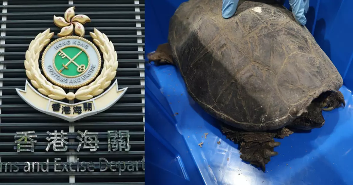 海關深圳灣管制站檢760隻疑瀕危活龜及蜥蜴 市值約58萬司機被捕