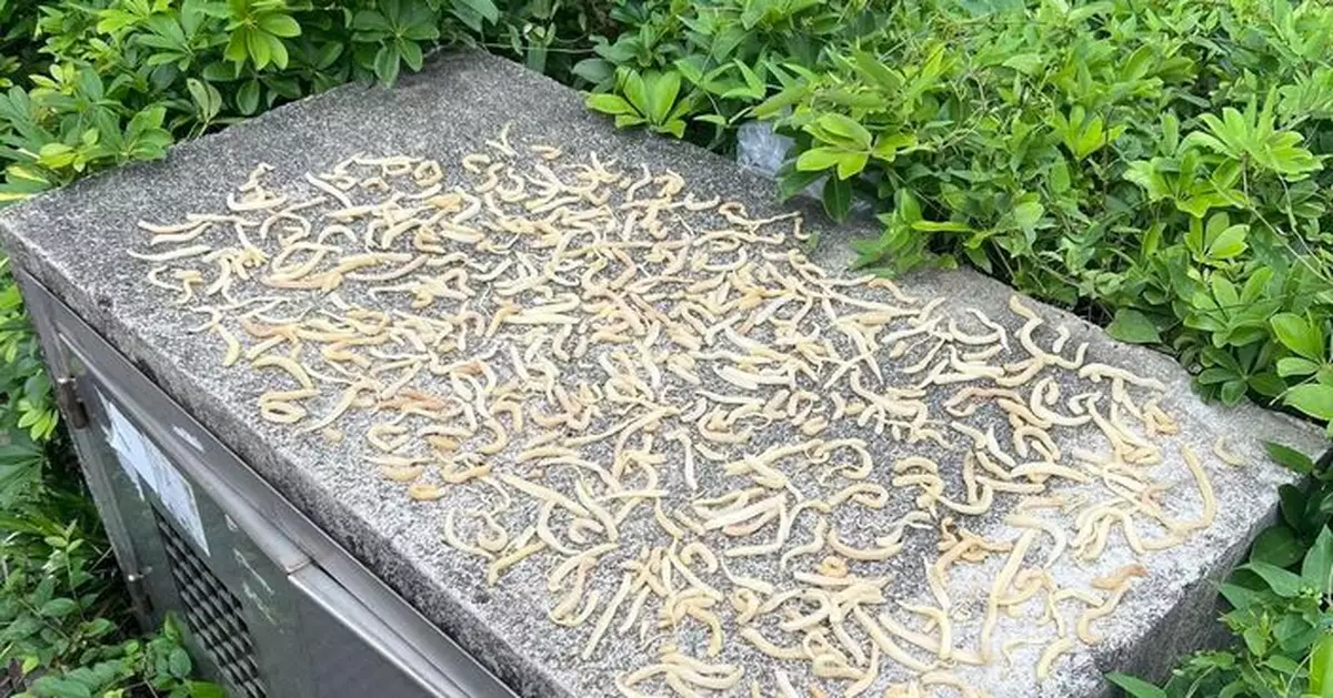 港人街頭驚見「薯條陣」鋪滿渠邊   網民：係蘿蔔乾呀