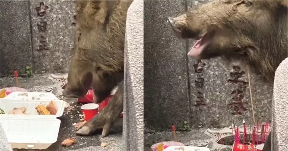 清明祭品留低就係野豬食？修樹工人爆墳場祭品去向真相