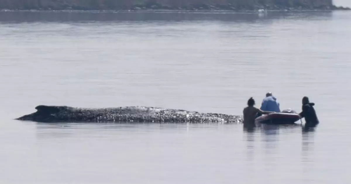 座頭鯨擱淺多日引全德國關注 專家擬用氣墊浮筒拖走