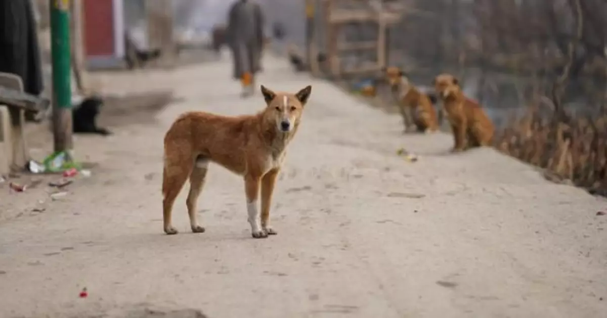 漁護署：每年數百宗殘虐動物舉報 人手許可下會多次到場視察