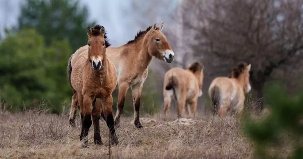 切爾諾貝爾核災區成野生動物棲身地 普氏野馬重現展大自然韌力
