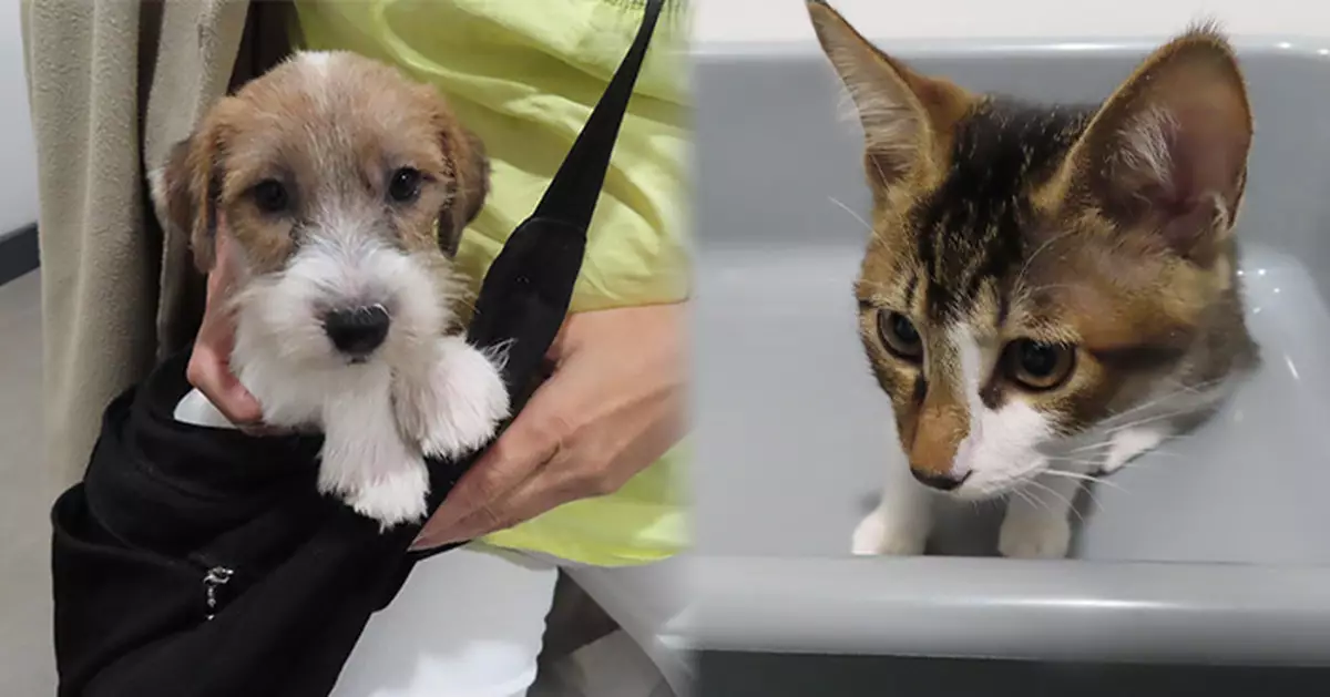 陳克勤：走私動物數字顯著增加 禽鳥走私兩年倍增至1790隻