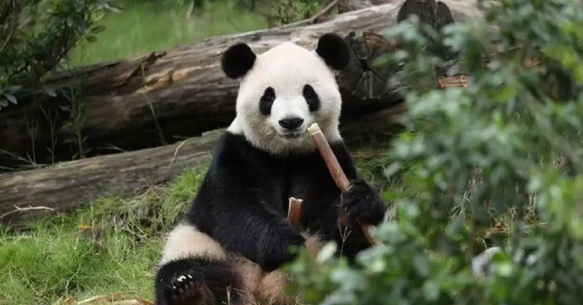 中美展開新一輪大熊貓保護合作　「平平」「福雙」將赴美10年