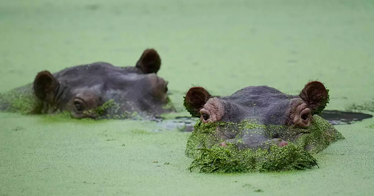 哥倫比亞毒梟寵物河馬後代泛濫成災 當局擬人道毀滅引爭議