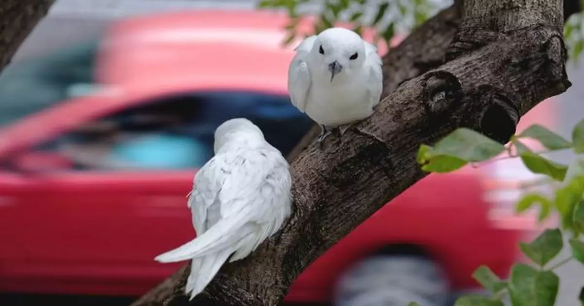 夏威夷白燕鷗適應城市生活 數量十年激增逾五成