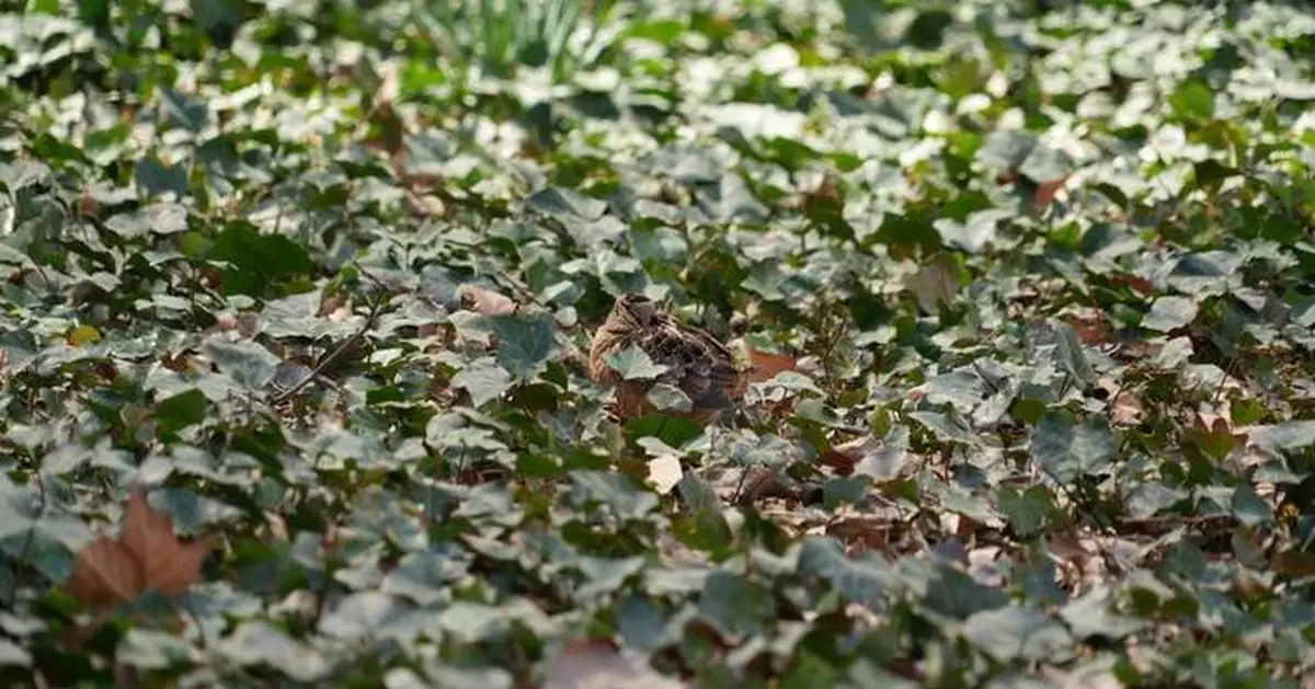 紐約客湧曼哈頓公園觀賞美洲丘鷸 搖擺步態成焦點