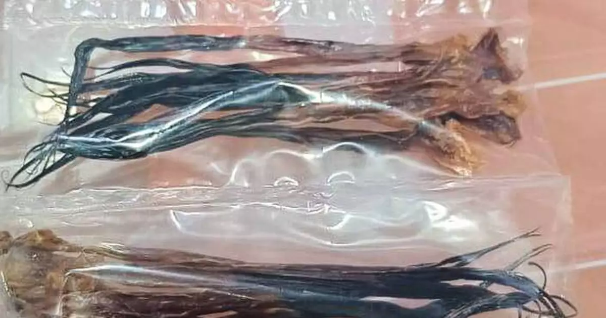 越南男馬來西亞認罪 無牌管有逾千網紋蟒部件