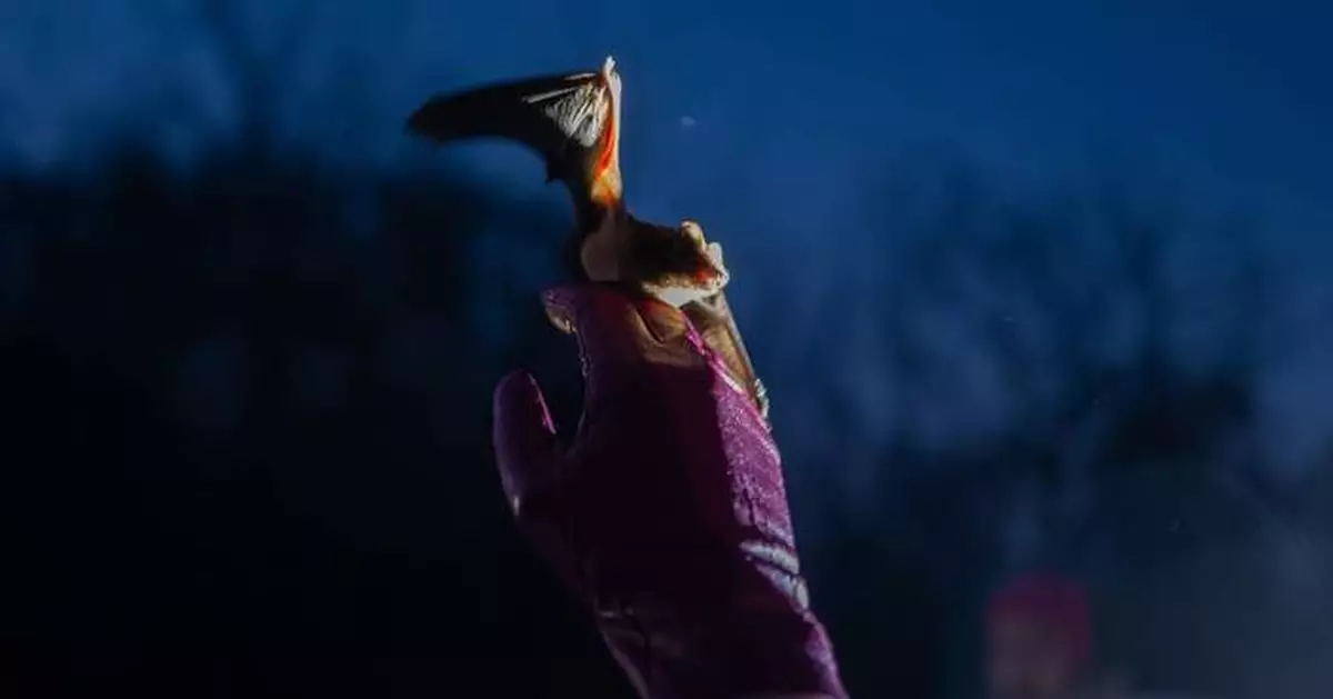 烏克蘭戰火下蝙蝠獲救重返自然 嚴冬後民眾尋慰藉