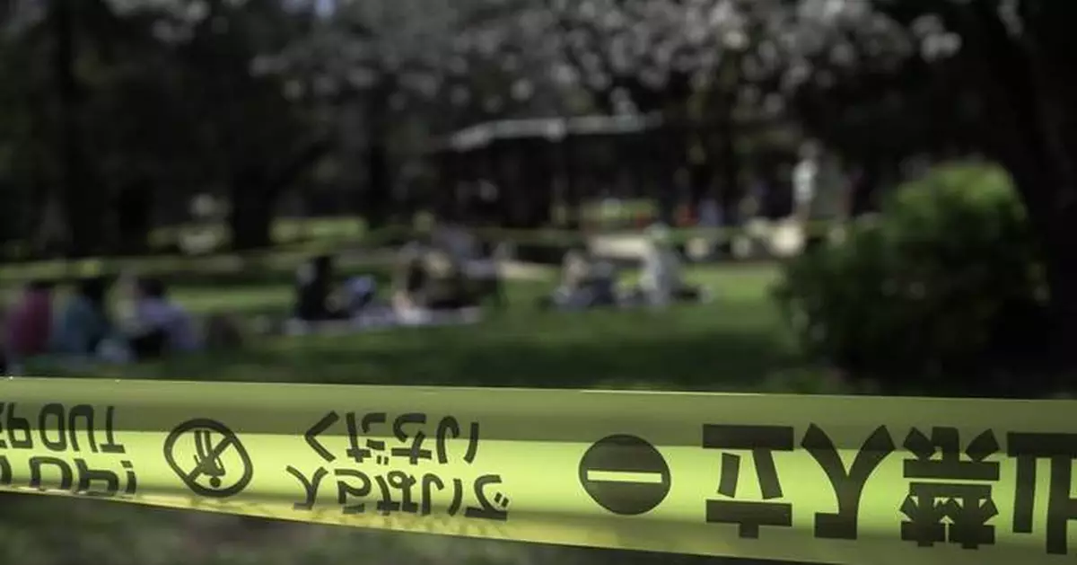 東京櫻花樹老化倒塌頻生 觀賞季安全惹關注