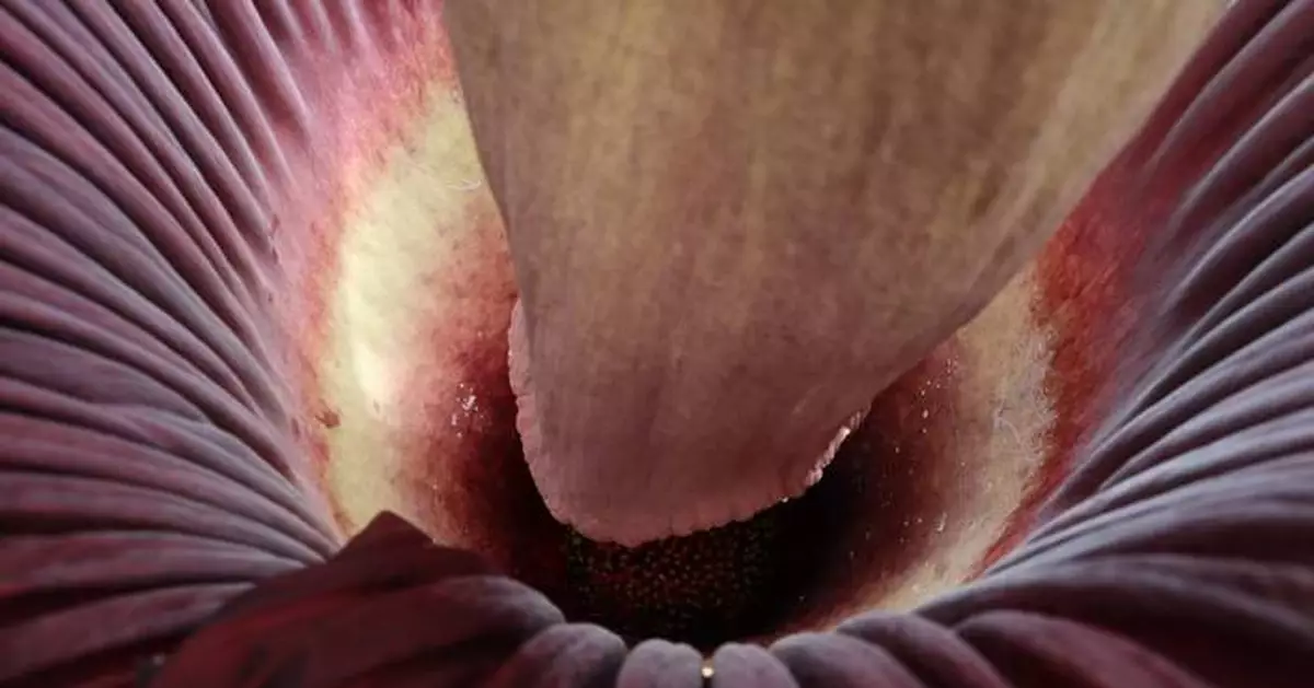 美國麻省曼荷蓮學院屍花再綻放 惡臭撲鼻仍引人潮圍觀