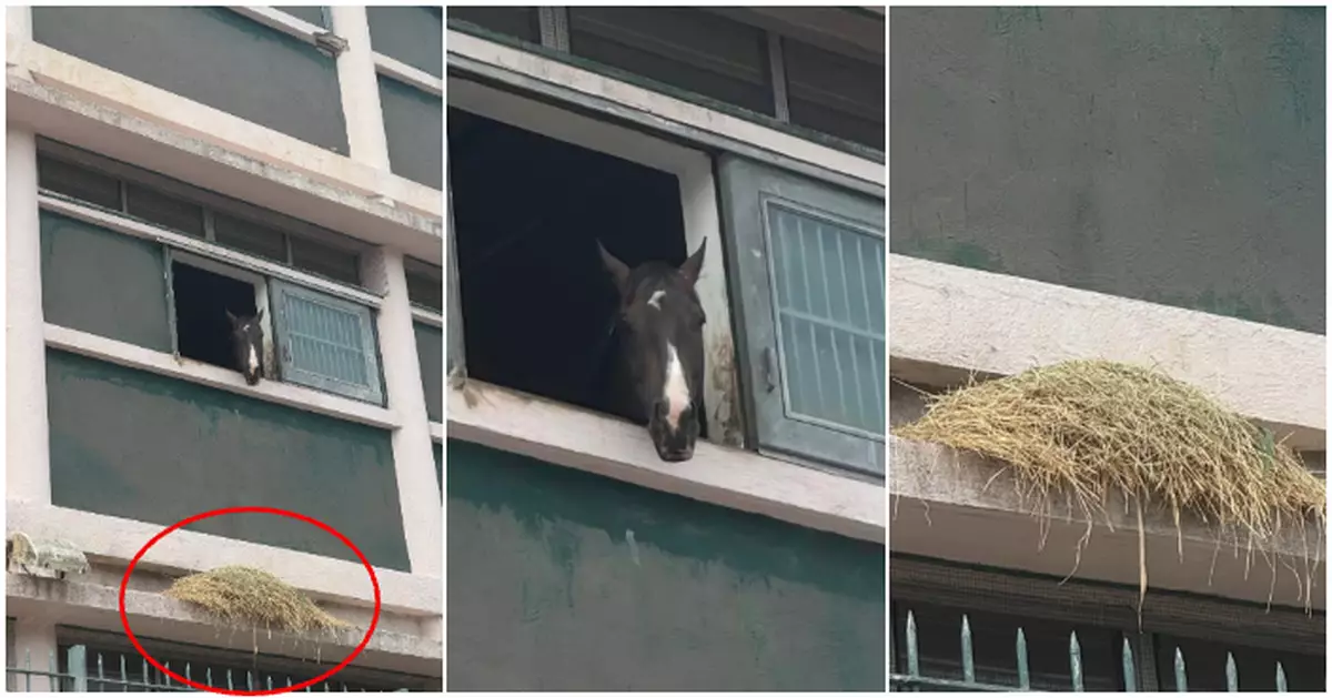 沙田馬房「幸運風彩」不幸跌午餐出街  無奈伸馬頭出窗外「望穿秋水」畫面爆笑登熱搜