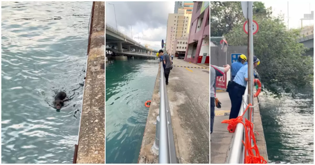 北角有野豬墮海受傷水上漂浮 消防投擲救生圈成功救起