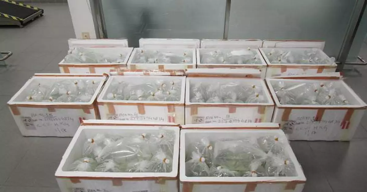 26歲男司機運1366條懷疑受管制巨骨舌魚過關 4.30西九龍裁判法院提堂