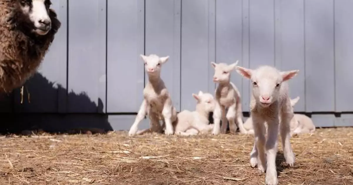 佛蒙特州綿羊誕下罕見六胞胎 農場主驚喜連連