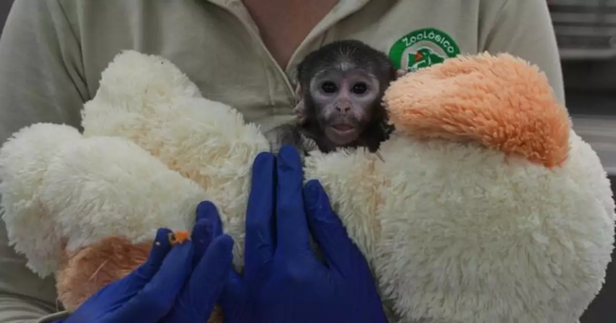 日本Panchi翻版！墨西哥6週大赤猴被母遺棄　絨毛玩具狗成安全感來源