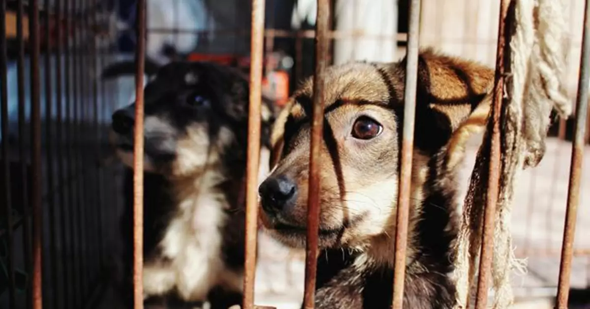 前員工良心不安曝光英國動物測試殘酷內幕！獼猴被插管灌藥、迷你豬背部割8切口