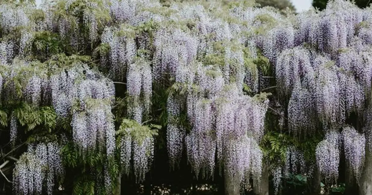 倫敦豪宅區紫藤花成打卡熱點！遊客架流動更衣帳篷　住戶大感不滿