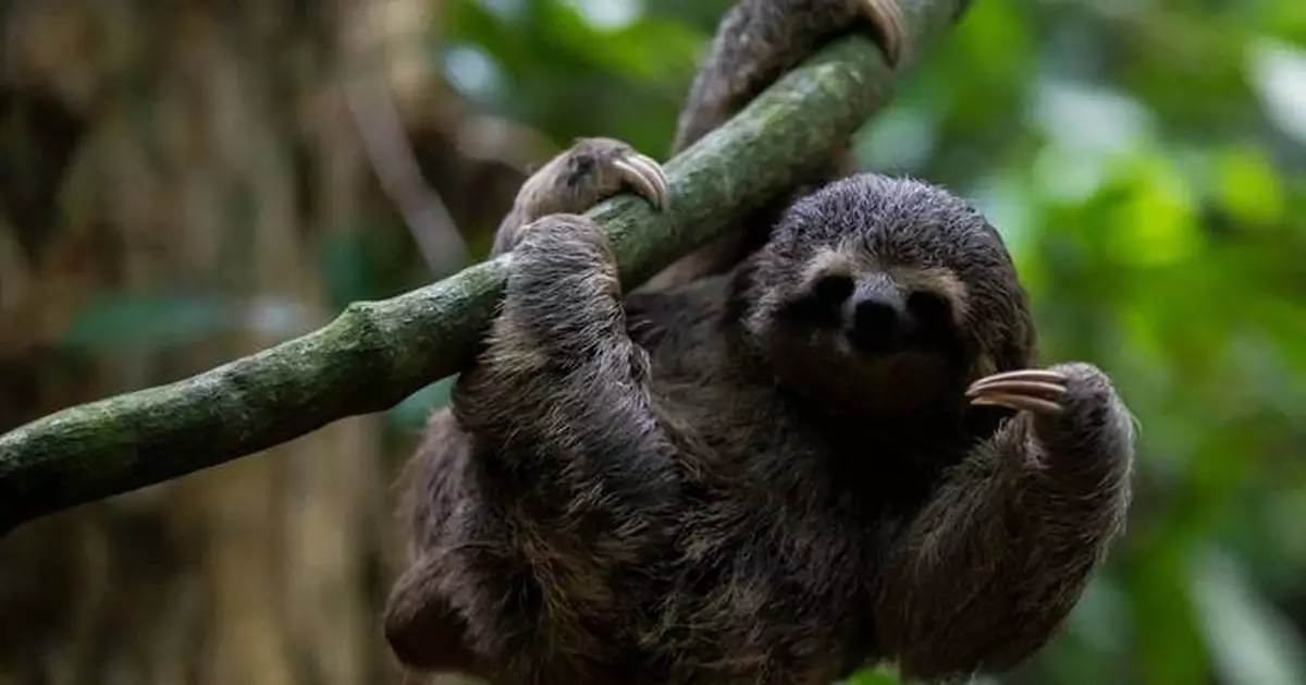 佛羅里達州倉庫近30樹懶凍死病逝 涉事公司被揭管理不善