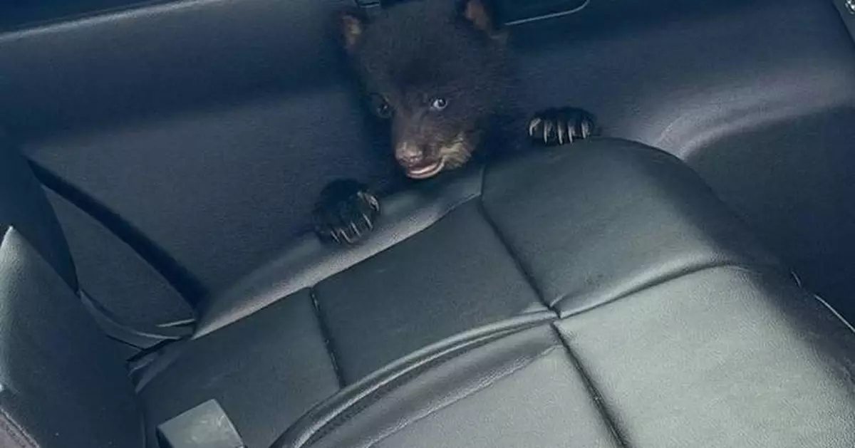 新澤西州警員公路溝渠救出熊寶寶