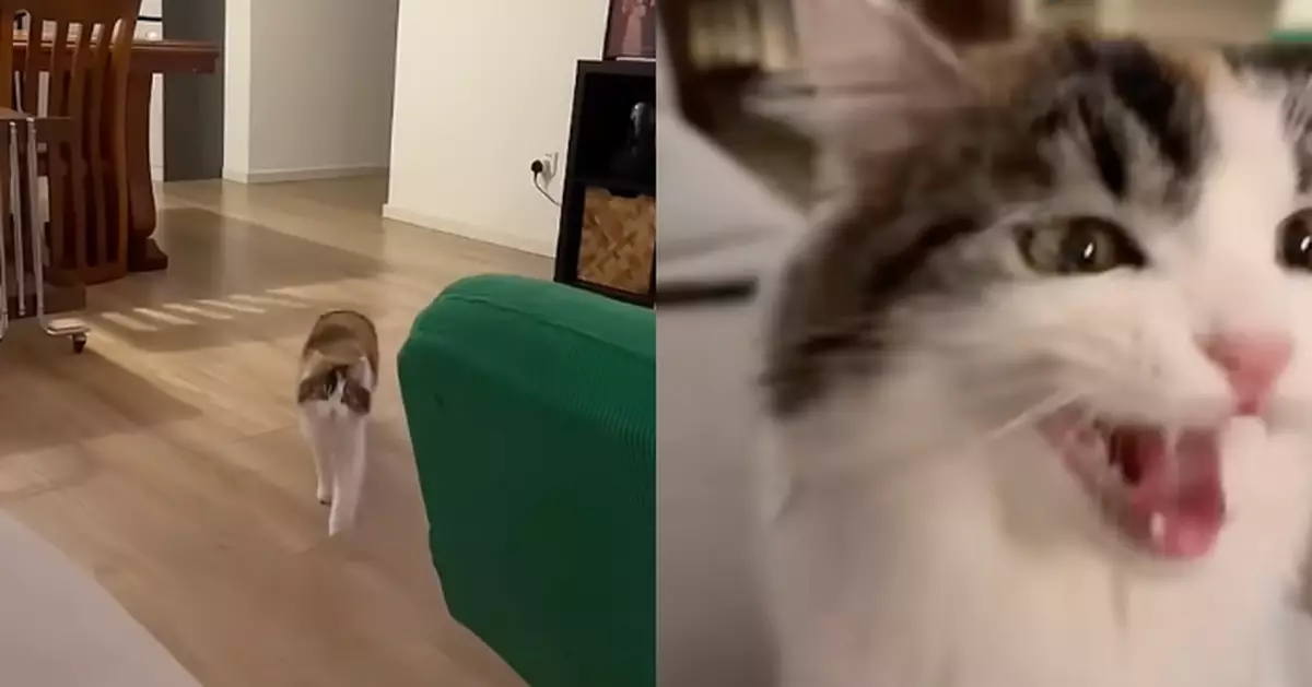 貓咪疑嫌飼主唱歌難聽 暴衝百米伸爪閉麥 網笑翻：牠真的聽懂歌詞了