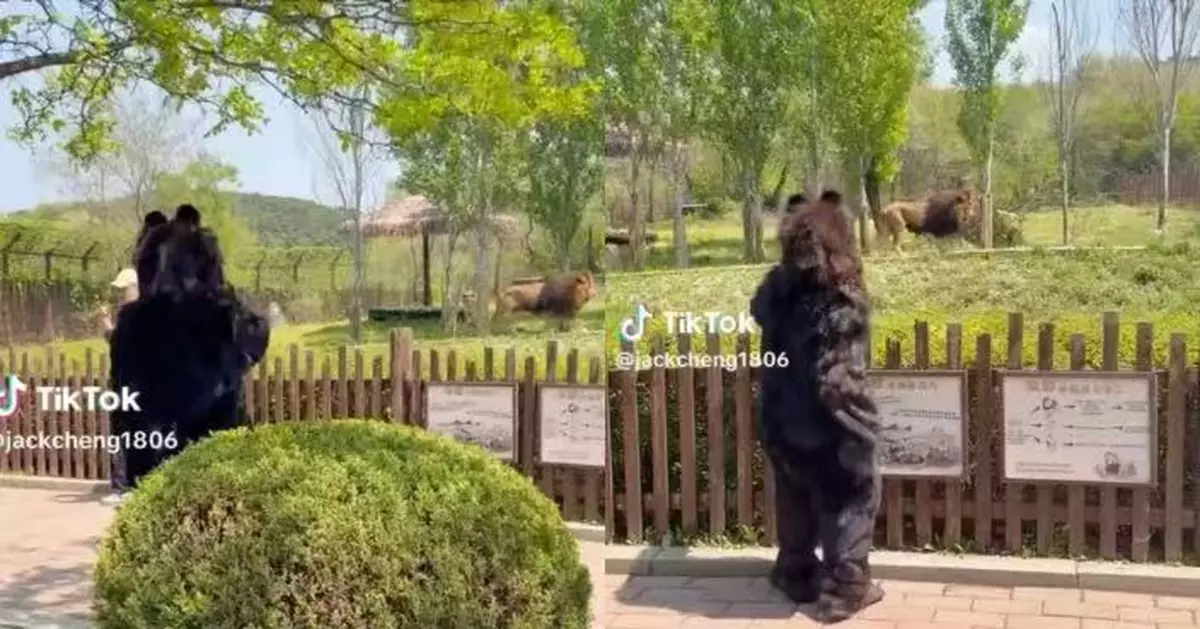 真棕熊活動量下降 瀋陽動物園派職員穿熊裝出巡 人氣不輸真熊